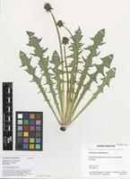 Filed as Taraxacum tenebricans Dahlst. [family ASTERACEAE]