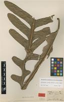 Type of Polypodium coronans Wall. ex Mett. [family DRYNARIACEAE]