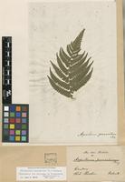 Holotype of Polypodium parasiticum L. [family THELYPTERIDACEAE]