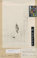 Type of Trichomanes chinense L. [family DENNSTAEDTIACEAE]