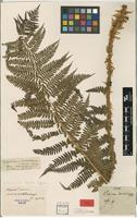 Type of Aspidium microchlamys Christ [family DRYOPTERIDACEAE]