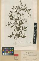 Type? of Ophioglossum japonicum Thunb. [family SCHIZAEACEAE]