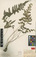 Type of Dryopteris uraiensis Rosenst. [family DRYOPTERIDACEAE]