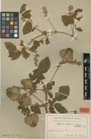 Type of Serjania setigera Radlk. [family SAPINDACEAE]
