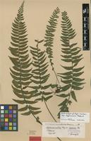 Isolectotype of Asplenium erectum Bory ex Willd. f. lagesiana Rosenst. [family ASPLENIACEAE]