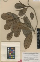 Type of Wallacea riparia Gleason & A.C.Sm. [family OCHNACEAE]