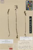 Holotype of Corallorhiza ekmanii Mansf. [family ORCHIDACEAE]