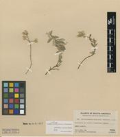 Isotype of Alternanthera calcicola Standl. [family AMARANTHACEAE]