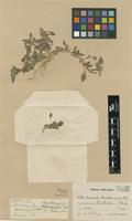 Type of Amaranthus buchtienianus Thell. [family AMARANTHACEAE]
