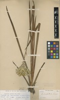 Isotype of Lachnanthes tinctoria (Walter ex J.F.Gmel.) Elliott var. major C.Wright ex Griseb. [family HAEMODORACEAE]