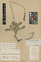 Type of Acaena pinnatifida Ruiz & Pav. var. glabricupula Bitter [family ROSACEAE]