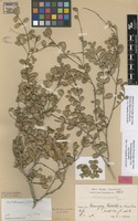 Lectotype of Myrtekmania filipes Urb. [family MYRTACEAE]