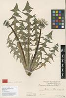 Isotype of Taraxacum arrectipes G.E.Haglund [family ASTERACEAE]