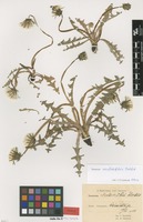 Syntype of Taraxacum nordstedtii Dahlst. [family ASTERACEAE]