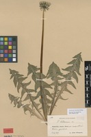 Syntype of Taraxacum latissimum Palmgr. [family ASTERACEAE]