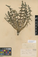 Syntype of Taraxacum pannucium Dahlst. [family ASTERACEAE]