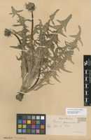 Syntype of Taraxacum pannucium Dahlst. [family ASTERACEAE]