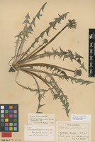 Syntype of Taraxacum angustisquameum Dahlst. var. pholidotum Dahlst. [family ASTERACEAE]