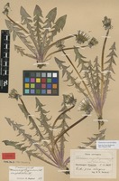 Syntype of Taraxacum angustisquameum Dahlst. var. pholidotum Dahlst. [family ASTERACEAE]