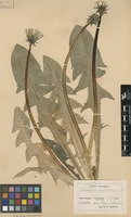 Syntype of Taraxacum ancistrolobum Dahlst. [family ASTERACEAE]