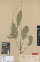 Isolectotype of Hieracium silvaticum Porta subsp. integratum Dahlst. [family ASTERACEAE]