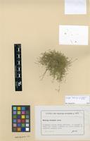 Isotype of Moehringia grisebachii Janka [family CARYOPHYLLACEAE]