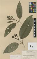 Isotype of Coussarea stenocalyx Standl. [family RUBIACEAE]