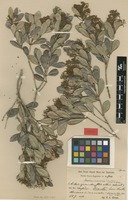 Type of Myrcia manacalensis Urb. [family MYRTACEAE]
