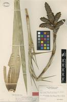 Type of Guzmania striata L.B.Sm. [family BROMELIACEAE]