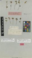 Type of Telanthera serpyllifolia Moq. [family AMARANTHACEAE]