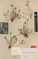 Isolectotype of Taraxacum rubicundum Dahlst. [family ASTERACEAE]