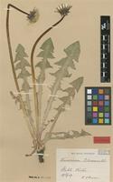 Isolectotype of Taraxacum ekmanii Dahlst. [family ASTERACEAE]