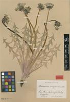 Isotype of Taraxacum acroglossum Dahlst. [family ASTERACEAE]