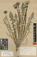 Isolectotype of Taraxacum altissimum H.Lindb. [family ASTERACEAE]