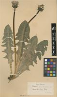 Isotype of Taraxacum ancistrolobum Dahlst. [family ASTERACEAE]