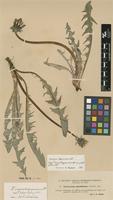 Lectotype of Taraxacum angustisquameum Dahlst. ex H.Lindb. var. pholidotum Dahlst. [family ASTERACEAE]