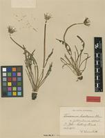 Isolectotype of Taraxacum balticum Dahlst. var. jutlandicum Wiinst. [family ASTERACEAE]