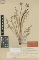 Lectotype of Taraxacum brachycranum Dahlst. [family ASTERACEAE]