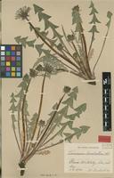 Lectotype of Taraxacum bracteatum Dahlst. [family ASTERACEAE]