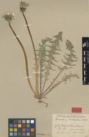 Lectotype of Taraxacum caloschistum Dahlst. [family ASTERACEAE]