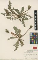 Isotype of Taraxacum coartatum G.E.Haglund [family ASTERACEAE]