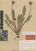 Lectotype of Taraxacum copidophyllum Dahlst. [family ASTERACEAE]
