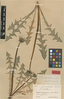 Isolectotype of Taraxacum cordatum Palmgr. [family ASTERACEAE]