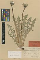 Lectotype of Taraxacum crispatum Dahlst. [family ASTERACEAE]