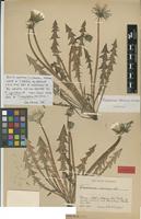 Isolectotype of Taraxacum devians Dahlst. [family ASTERACEAE]