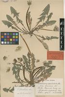 Lectotype of Taraxacum spectabile Dahlst. var. faeroense Dahlst. [family ASTERACEAE]