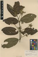 Type of Guettarda comata Standl. [family RUBIACEAE]