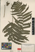 Type? of Polypodium glycyrrhiza Fée [family POLYPODIACEAE]