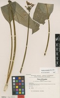 Isotype of Urceolina astrophiala Ravenna [family AMARYLLIDACEAE]