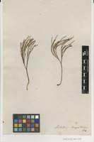 Filed as Psilotum nudum (L.) P.Beauv. [family PSILOTACEAE]